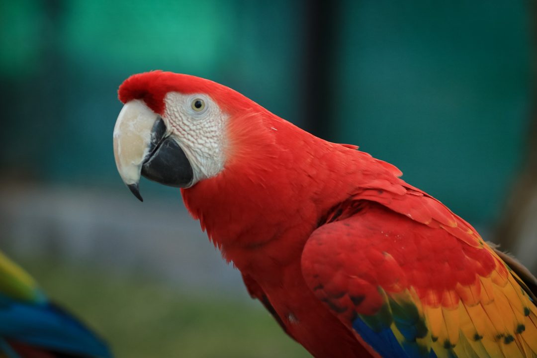 macaw-2656728_1920