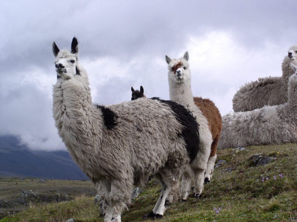 mammal-altitude-fauna-llama-alpaca-lama-1135704-pxhere.com